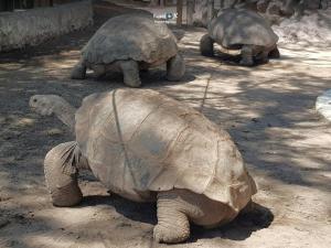 Imagen Galápagos