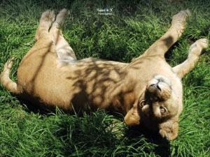 Zoológico de Guayllabamba