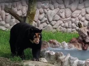 Imagen Oso Andino