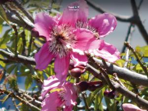 Imagen Flora