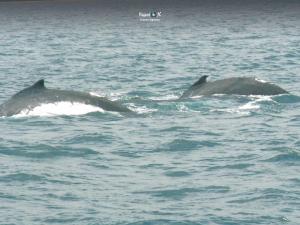Imagen Ballenas Jorobadas