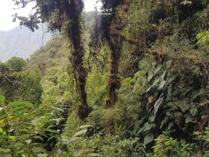 Imagen Bosque primario