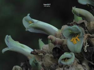 Imagen Flor de achupalla