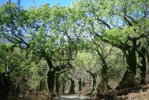 Bosque El Ceibal