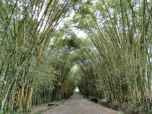 Imagen Túnel de Guaduas