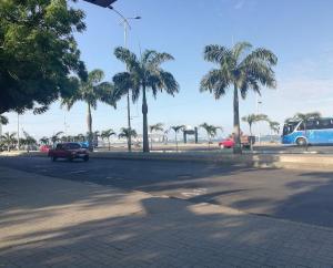 Imagen Palmas