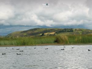 Imagen Patos en Colta