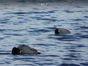 Imagen Patos en laguna de Colta