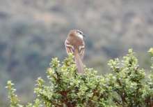 Imagen Parque Nacional Cayambe Coca