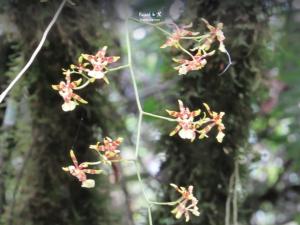 Imagen Orquídea