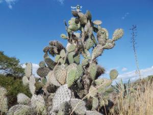 Imagen Nopal
