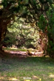 Imagen Bosque