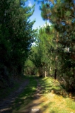 Imagen Bosque