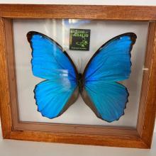 Imagen Mariposa