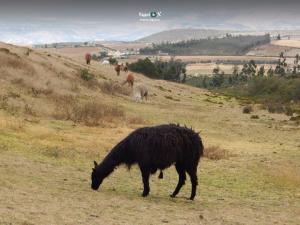 Imagen Llama pastando