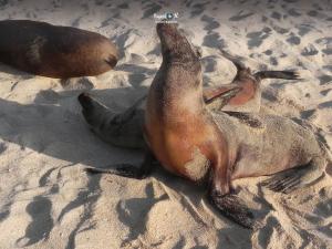 Imagen Lobos marinos