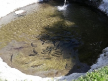 Imagen Pesca de truchas