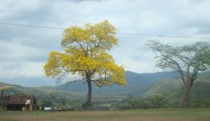 Imagen Árbol de guayacán