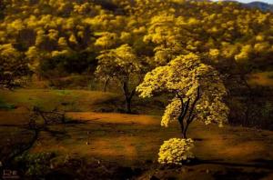 Imagen El atardecer con guayacanes