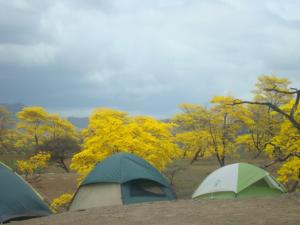 Imagen Camping bajo los guayacanes