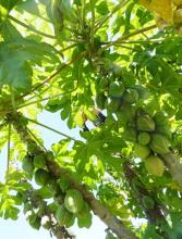 Imagen Chamburos en Huerto Agroecológico