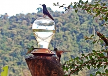 Imagen Observación de colibríes