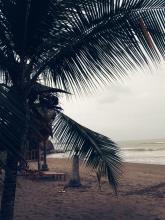 Imagen Palmeras