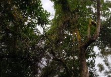 Imagen Pasochoa