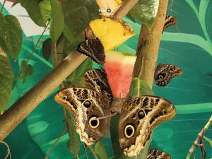 Mariposario de Mindo