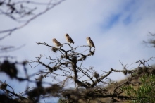 Imagen Aves