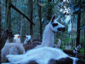 Imagen Llamas