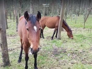 Imagen Caballos
