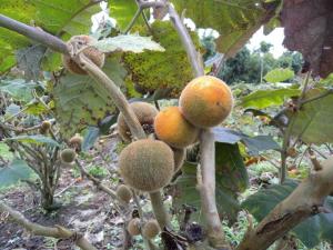 Imagen Planta de naranjilla