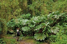 Imagen Reserva Ecológica Bombolí