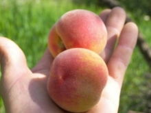 Imagen Frutales Bulán