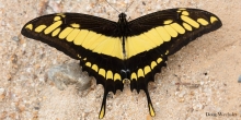 Imagen Mariposa de los Naranjos