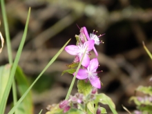 Imagen Reserva Geobotánica Pululahua