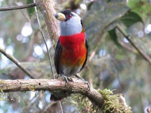 Imagen Aves