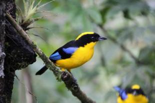 Imagen Aves