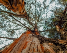 Imagen Bosque de eucaliptos
