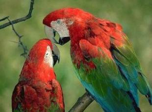 Imagen Guacamayas