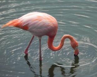 Imagen Flamingo