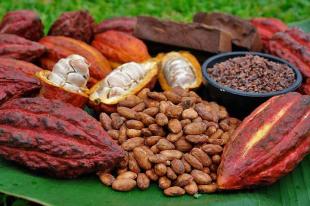 Imagen Cacao