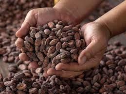 Imagen Almendras de cacao