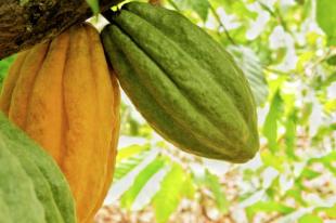 Imagen Fruto