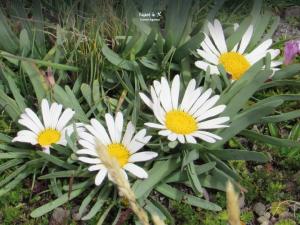 Imagen Flora
