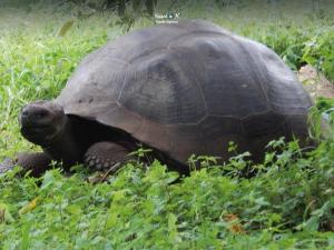 Imagen Galápagos