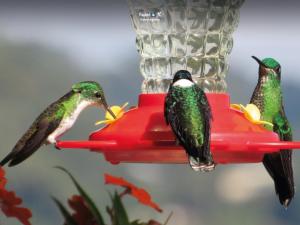 Imagen Colibríes