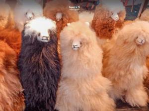 Imagen Llamas