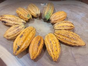 Imagen Cacao